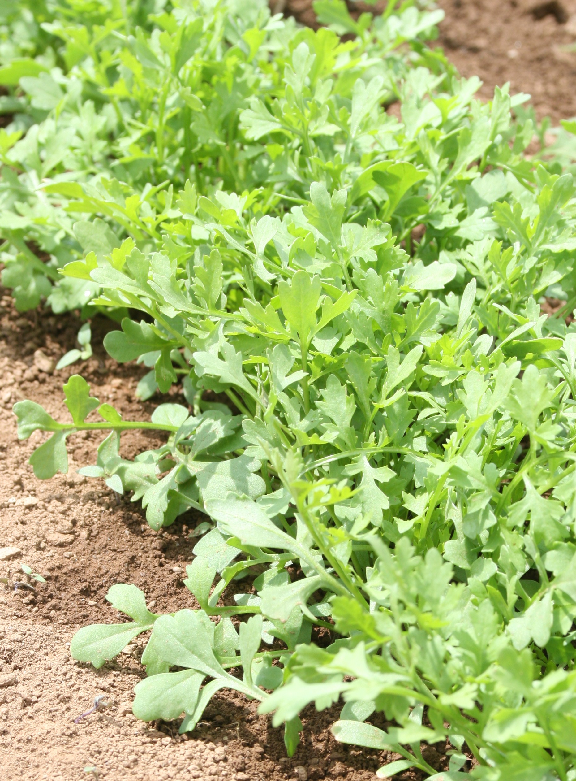 Greek Cress
