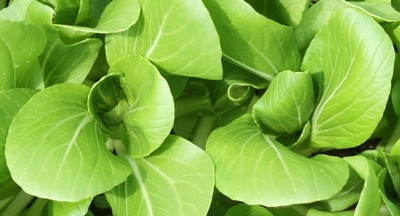 Green stemmed Pak Choi