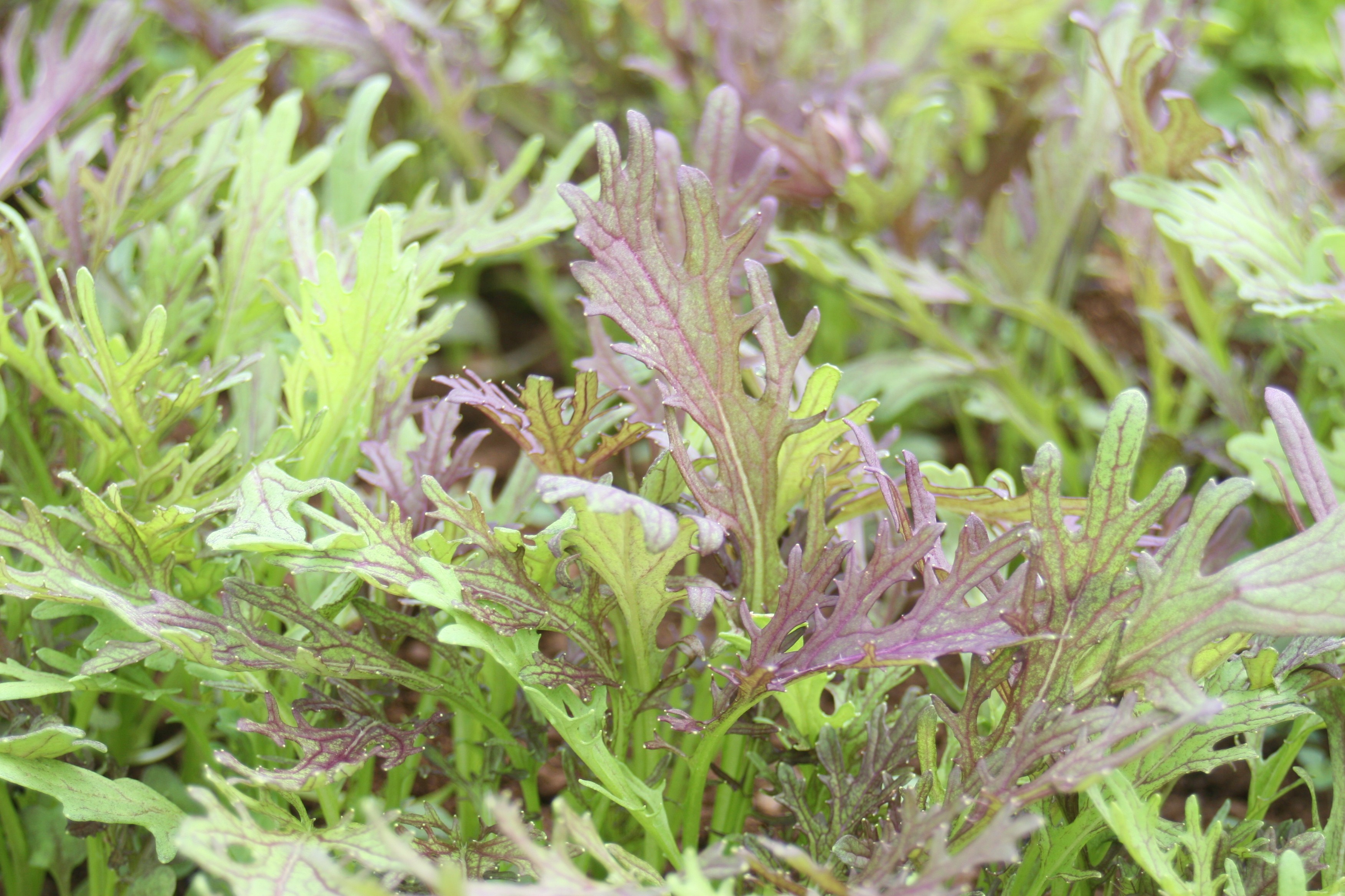 Mustard Leaf Ruby Frills