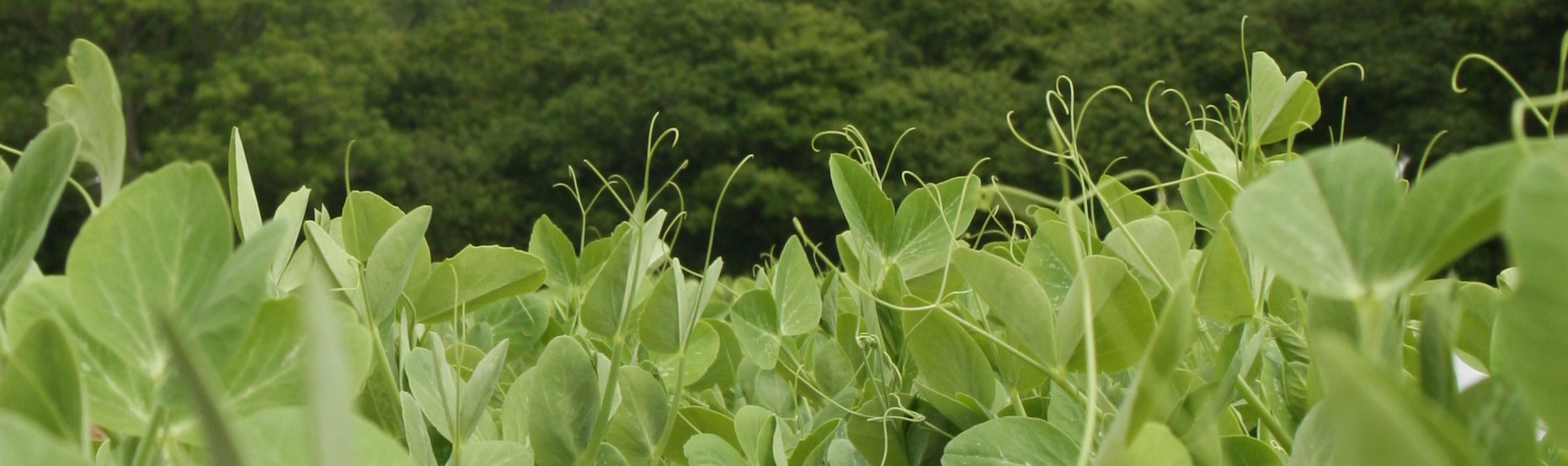 Pea Shoots