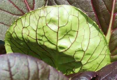 Purple Tatsoi