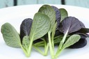 Purple Tatsoi