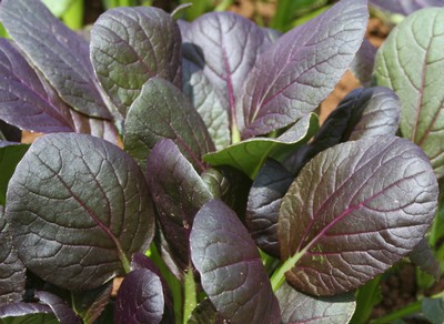 Purple Tatsoi