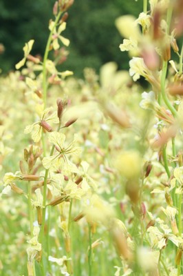 Rocket flowers