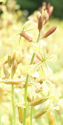 Rocket flowers