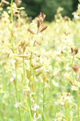 Rocket flowers