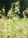 Rocket flowers