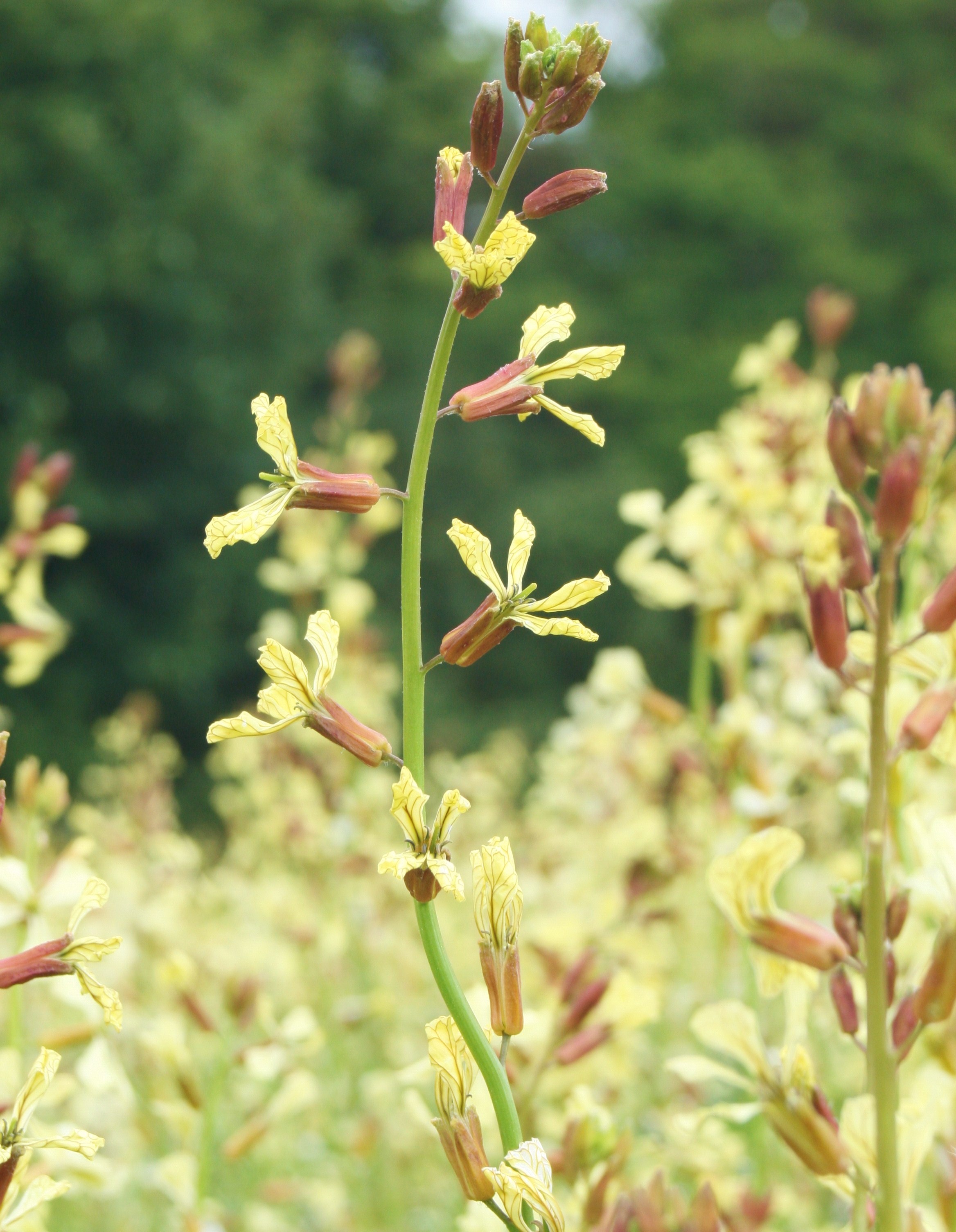 Rocket flowers