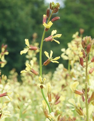 Rocket flowers