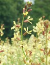 Rocket flowers