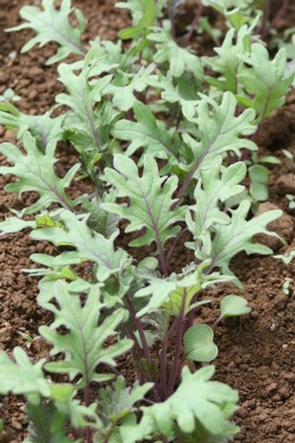 Russian Kale
