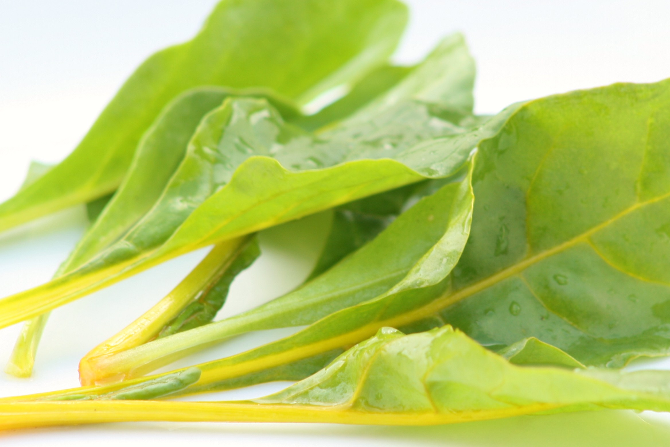 Yellow chard